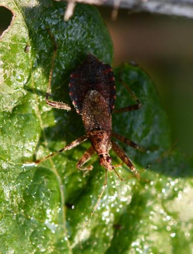 Himacerus apterus